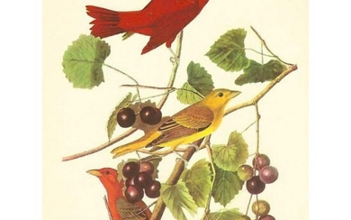 c1950 Audubon Print, Summer Tanager