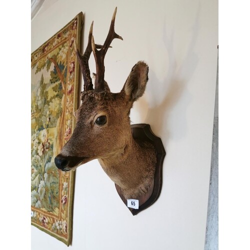 19th. C. taxidermy deer's head mounted on an oak shield { 55...