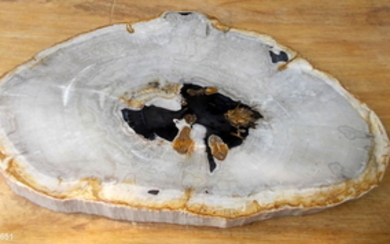 Fine Petrified Wood - slice - Dipterocarpus - 4×69×49 cm