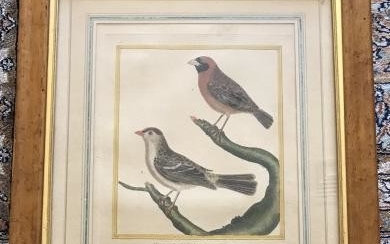 Antique 18th C French Ornithological / Bird Print