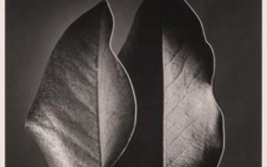 BERNHARD, RUTH (1905-2006) Two Leaves, [Hollywood]