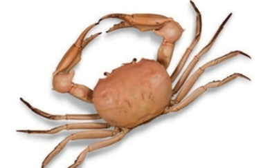 Crabe “pierre” - ventes aux enchères Drouot