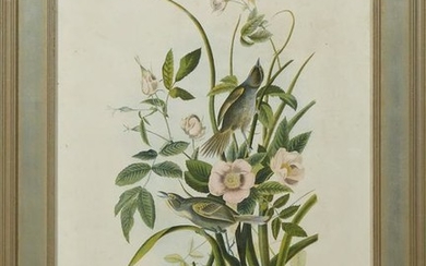 John James Audubon (1785-1851), "Sea-Side Finch," No.