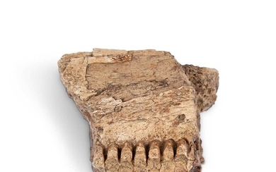 A FOSSILISED EDMONTOSAUR PARTIAL JAW WITH TOOTH BATTERY