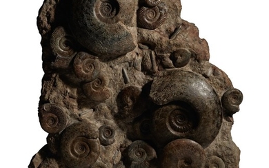 A LARGE GROUP OF AMMONITES