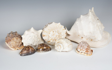 A large collection of seashells, including cowrie, conch, abalone, cone and scallop.