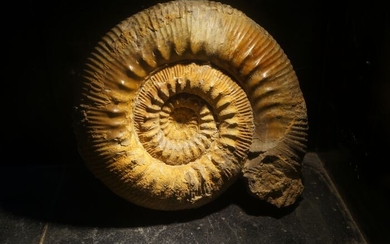 Ammonite - On matrix - Stephanoceras humphriesianum - 70×250×200 mm