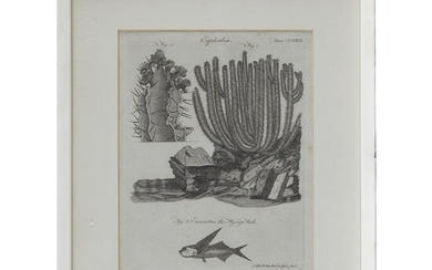 Andrew Bell (British, 1726-1809) Four Botanical and Zoological engravings...