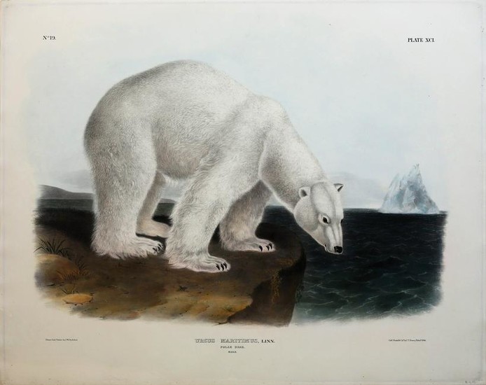 Audubon Lithograph, Polar Bear