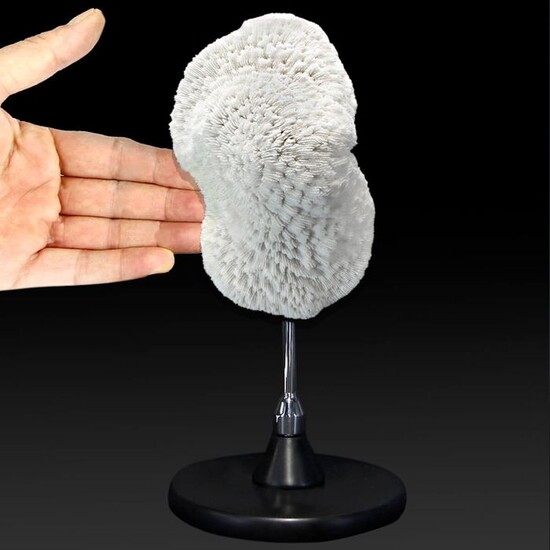 Australian Reef Coral On custom Pedestal - Halomitra pileus - 320×155×100 mm