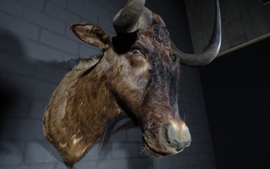 Black Wildebeest Head mount - Connochaetes gnou - 55×75×75 cm - non-CITES species
