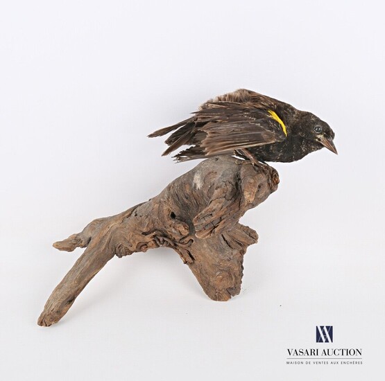 Carouge à épaulettes jaunes (Agelaius phoeniceus,pré... - Lot 65 - Vasari Auction