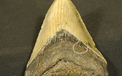 Dent fossilisée de requin :Carcharodon Mégalodon... - Lot 65 - FEE - Stanislas Machoïr
