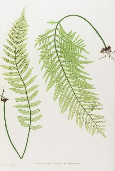 Ferns.- Moore (Thomas) The Ferns of Great Britain and