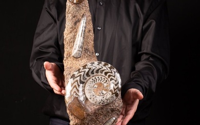 Goniatite and Orthoceras - Fossil Ammonites - 610×190×170 mm