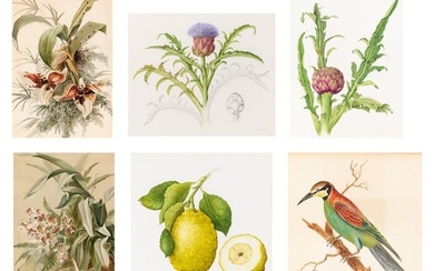 Group of Six Botanical and Bird Paintings