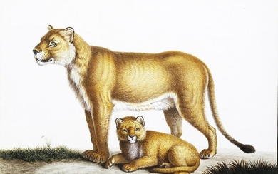 Huet watercolor of an African Lioness