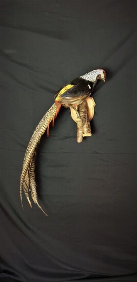 Lady Amherst's Pheasant - adult male - - Chrysolophus amherstiae - 100×25×45 cm
