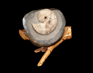 Large Cretaceous Ammonite Scaphite