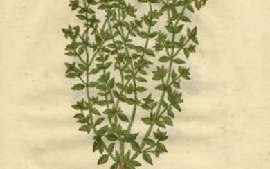 Leonhart Fuchs (Wemding, 1501 - Tubinga, 1566), OCIMUM EXIGUUM / OCIMUM MEDIOCRE / OCIMUM MAGNUM (Basilico). Basileae, in Officina Isingriniana, Anno Christi MDXLII.