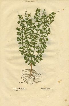 Leonhart Fuchs (Wemding, 1501 - Tubinga, 1566), OCIMUM EXIGUUM / OCIMUM MEDIOCRE / OCIMUM MAGNUM (Basilico). Basileae, in Officina Isingriniana, Anno Christi MDXLII.
