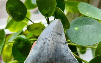 Megalodon - Fossil tooth - 97 mm - 77 mm