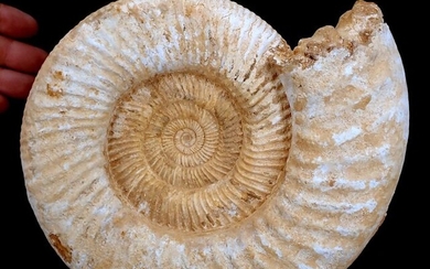 Natural ammonite fossil - 250×80×230 mm - 4005 g