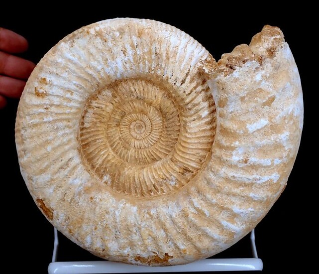 Natural ammonite fossil - 250×80×230 mm - 4005 g