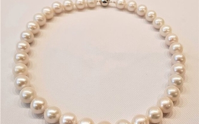 No reserve price - 925 Silver - 11x14mm Round Edison Pearls - Necklace