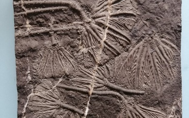 Partly pyritized crinoids from the Gualing biota - Fossilised animal - 16.4 cm - 17.6 cm
