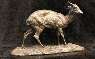 Pierre-Jules Mêne (1810-1879)- Sculpture, Muntjac Deer (1) - Bronze - Mid 19th century