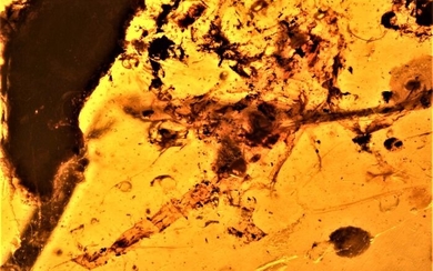 Rarity scorpion with bark and mite from the DINO forest! - Arachnida Scorpiones, Mite Plant