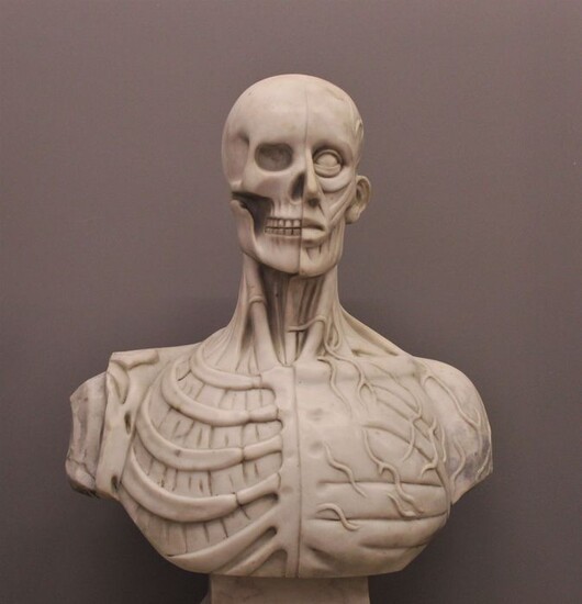 Sculpture, Bust of an anatomical man - 70 cm - Marble - Late 20th century