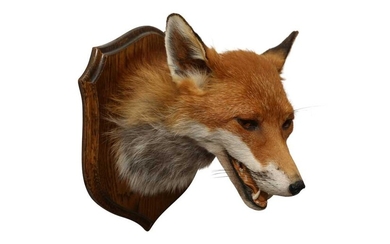 TAXIDERMY: RED FOX ( VULPES VULPES) HEAD ON OAK SHIELD