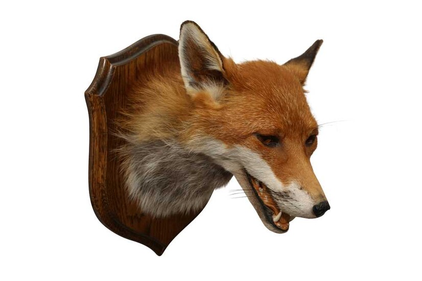 TAXIDERMY: RED FOX ( VULPES VULPES) HEAD ON OAK SHIELD