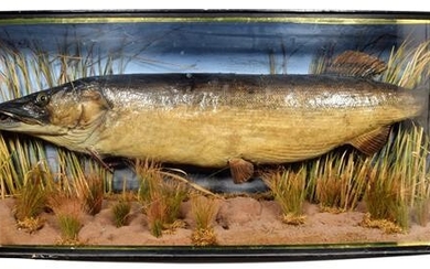 Taxidermy: A Cased Northern Pike (Esox lucius), dated 23rd 06th...
