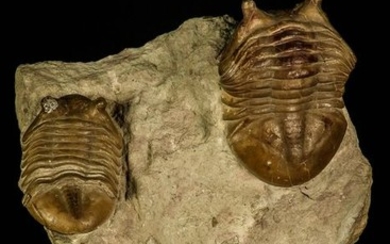 Trilobite - Top Association 2 Asaphus punctatus