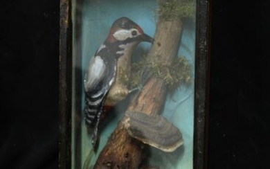 Very unusual 1930s replica bird Diorama - with Great Spotted Woodpecker - glazed at front - - - 40×22×11 cm