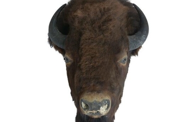 Wall Mounted Taxidermy Bison Head.