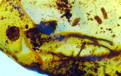 amber - Lizard feet in amber - 5×17×26 mm