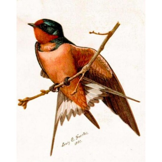 c1901 #105 Barn Swallow Color Lithograph