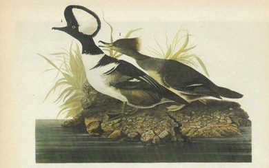 c1946 Audubon Print, #232 Hooded Merganser (x7)