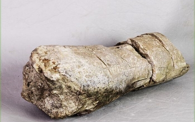 rare find with very good bone structures - big dinosaur bones - Theropoda, Camarasaurus - 30×11×10 cm