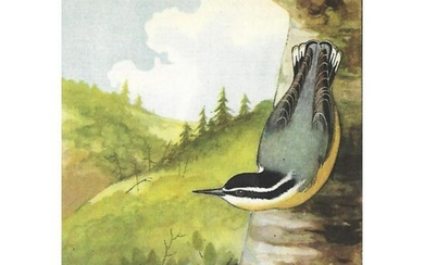 1920's Red-Breasted Nuthatch Color Lithograph Print