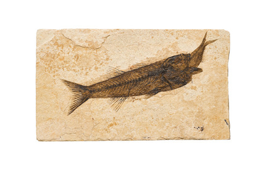 Fossil Fish Aspiration
