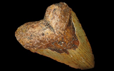 5.1/8" Megalodon Shark Tooth Fossil, South Carolina.