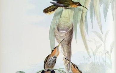 Gould's Monograph of the Trochilidae