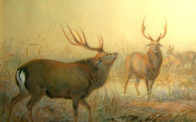 J. Wolf watercolor of two Elks