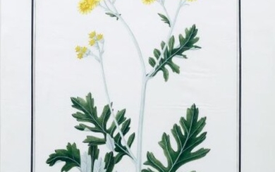 Baldassare Cattrani Flora Watercolor