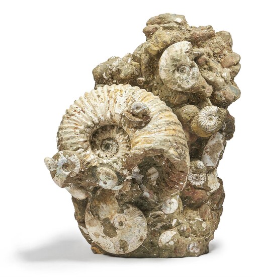 A LARGE AMMONITE FOSSIL GROUP
